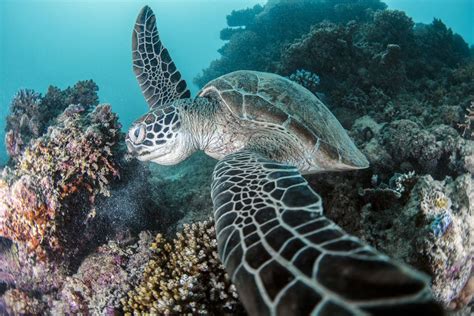 15 Facts About Turtles On The Great Barrier Reef Queensland