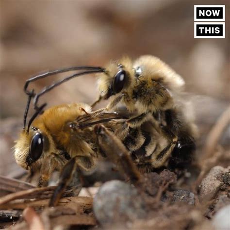 Macro Video Of Bees Getting Busy This Footage Of Bees Having Sex Is A Little Too Detailed By