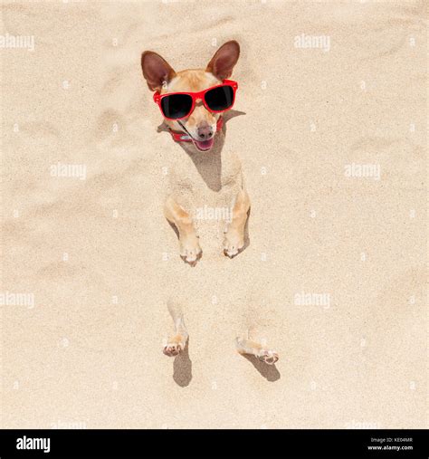Dog Buried In Sand High Resolution Stock Photography And Images Alamy