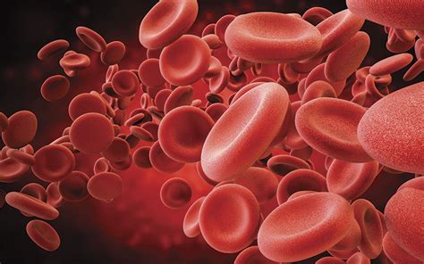Blood Cell Production Insights The Biomedical Scientist Magazine Of