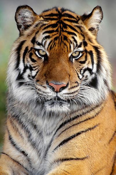 Tiger Sumatran Tiger Panthera Tigris Sumatrae Picture