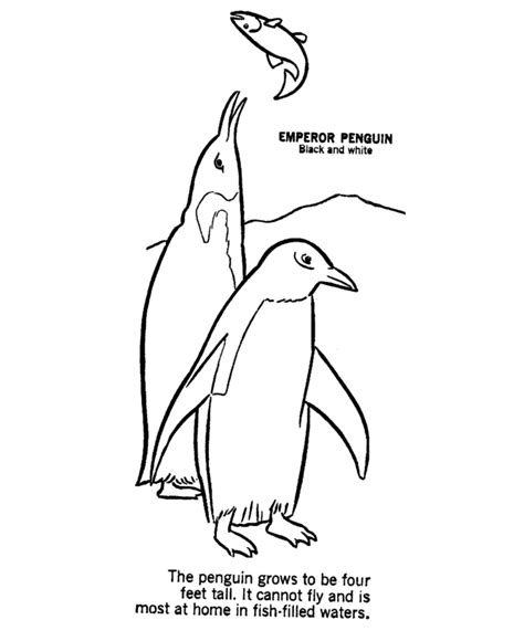 Antarctic Animals Coloring Pages Coloring Home
