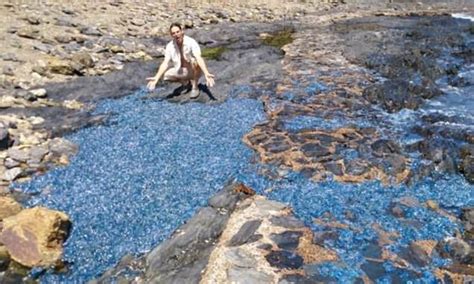 Millions Of Bluebottles Wash Up On Barlings Beach Daily Mail Online