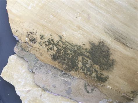 The sooner you get to the keep applying your solvent and scrubbing until the paint comes off.12 x research source. Thick Layer of Paint Peeling off plaster wall, possible ...