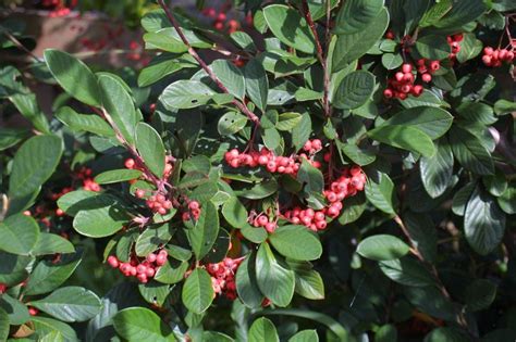 Flora Of New Zealand Weed Profile Cotoneaster Glaucophyllus