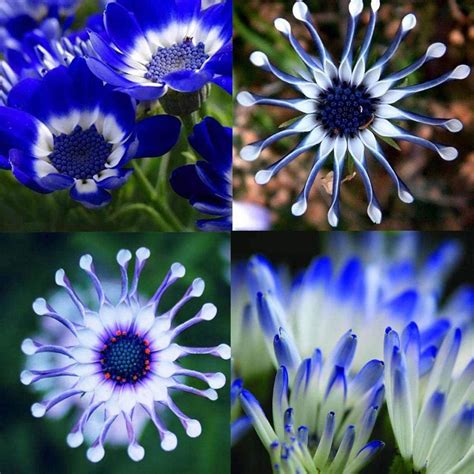 Seeds House Summerrio Blue Daisy Seeds Rarity Ornamental Flowers