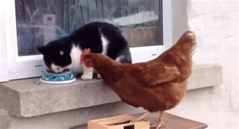 Cat Totally Baffled When Sassy Chicken Steals His Snack