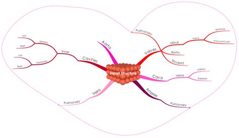 Heart Structure Imindmap Mind Map Template Biggerplate