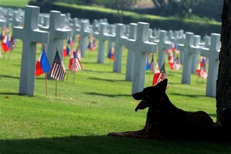 Dog Guards Owners Grave For Six Years I Love Dogs Dogs Dog Pictures