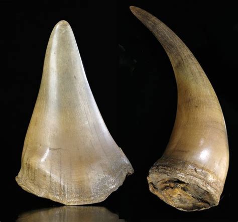 Définition de rhinocéros 2 : Des prix déments pour des cornes de rhinocéros chez NAGEL ...