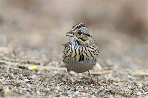 How To Identify A Lincoln S Sparrow Birds And Blooms