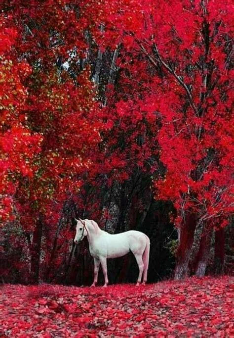 Pin By Tiana On Magical Autumn Horses Pretty Horses Cute Horses