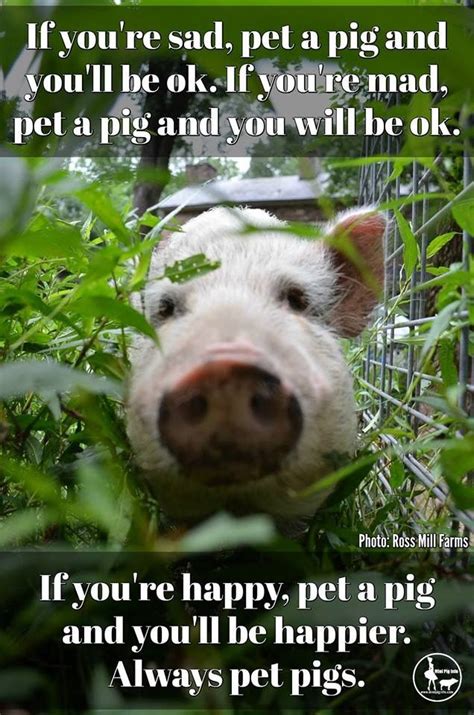 102 Best Pig Memes Images On Pinterest