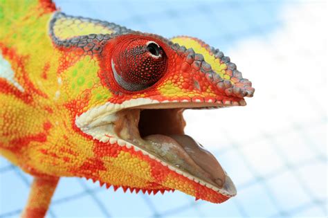 Gunnar Heilmann Animals Chameleons Colorful Closeup Macro