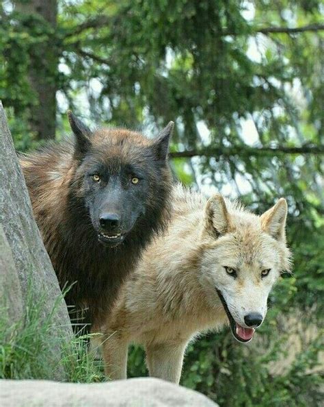 Couple Of Wolves Beautiful Wolves Beautiful Dogs Animals Beautiful
