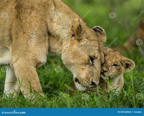 Lioness Royalty Free Stock Photo 3270045