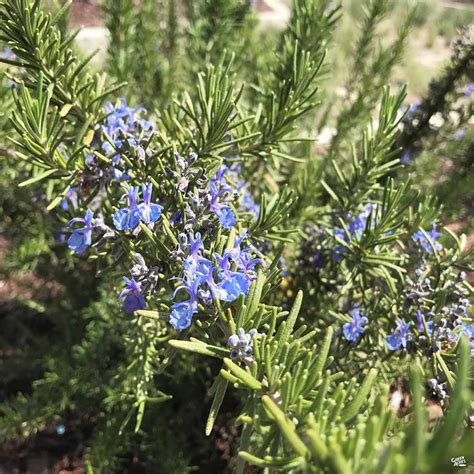 Rosemary Tuscan Blue — Green Acres Nursery And Supply