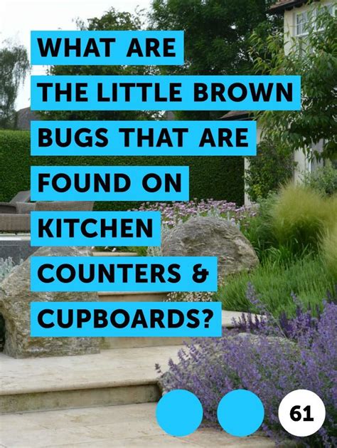 Some of these bugs can be harmful as they carry various diseases and bacterias, thus contaminating the food and making anyone sick who consumes it. Tiny Brown Bugs In Kitchen Cabinets | Home Inspiration