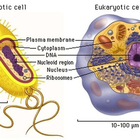 What Organelles Are In A Prokaryotic Cell Prokaryotic Cell