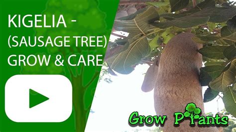 Kigelia Sausage Tree Growing And Care Plant Information Climate