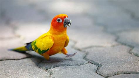 Different Types Of Parrots That Keep Them As Pets