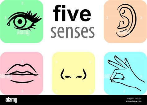 Senses Icons Five Human Illustrative Senses Vector Illustration Taste