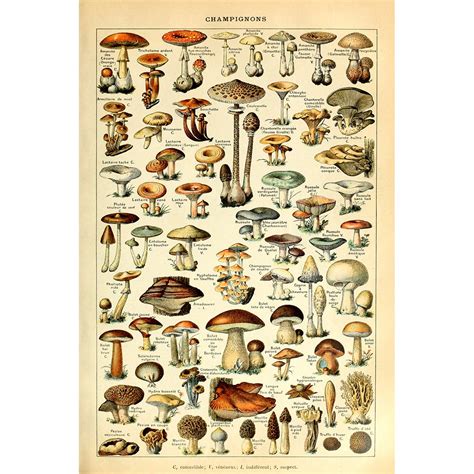 Buy Meishe Art Vintage Print Mushrooms Champignons Identification