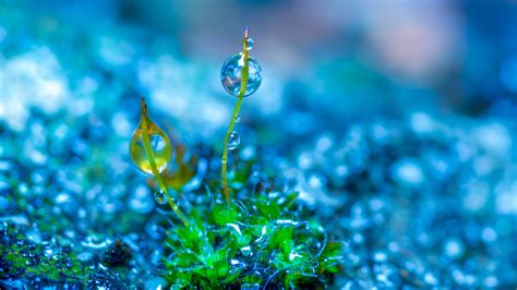 Focus Photography Of Green Leaf Grass With Water Drop In Blue