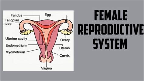 Concept Map Of The Female Reproductive System United States Map
