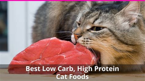 Looking for best low carb cat food? The Best High Protein, Low Carb Cat Food Reviews for 2020