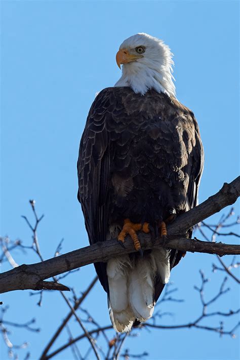 Due to the size and power of many eagle species, they are ranked at the top of the food chain as apex predators amongst the avian world. Birds of New York | Birds of Prey