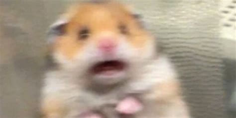 viral   screaming hamster isnt funny peta hamster cute hamsters scream meme