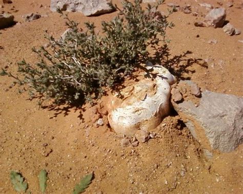 Ternyata terdapat khasiat al fatihah yang begitu menakjubkan didalamnya. Benarkah Al-Manna (Gam Arab) Penawar Pelbagai Penyakit ...