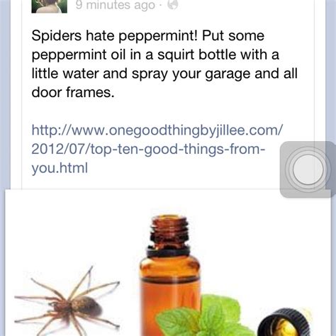 Keep Spiders Away Good To Know Cleaning Household Clean House