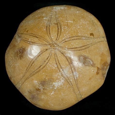 Fossil Sand Dollar From Madagascar 5375 For Sale