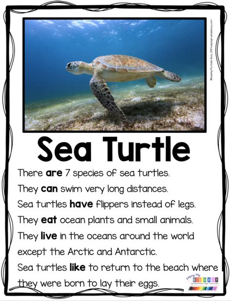 missing  main topic sea turtles worksheets worksheets