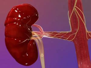 Pharmacokinetics in patients with impaired renal function — study design, data analysis, and impact on dosing and labeling. Renal artery denervation | Central Sydney Cardiology ...