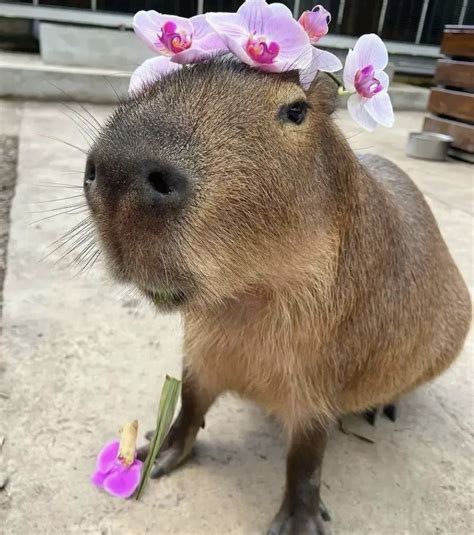 Capybara Flowercrown In 2022 Capybara Baby Capybara Cute Little Animals