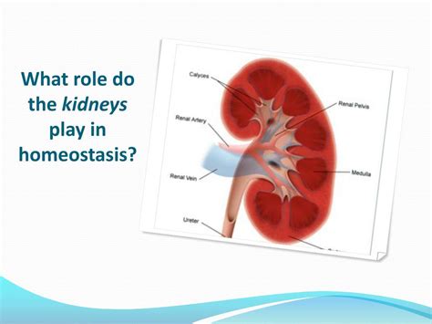 How Do Kidneys Help Maintain Homeostasis