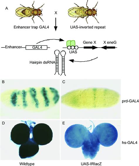 drosophila melanogaster rnai transgene system a strategy for download scientific diagram