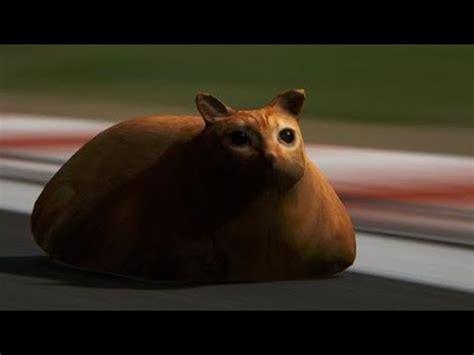 You Can Now Race Cats In Assetto Corsa Youtube