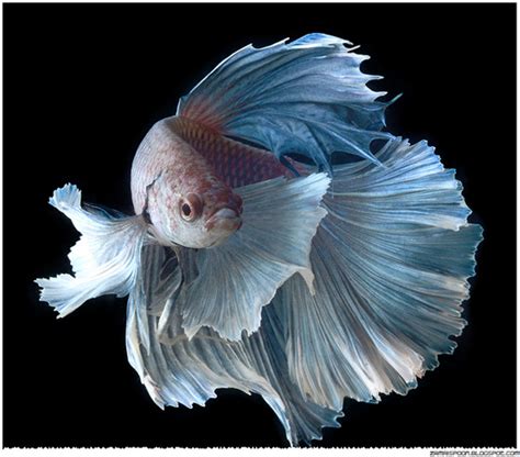 Ikan Laga Yang Tercantik Di Dunia Ikan Cupang Unik Termahal Dan