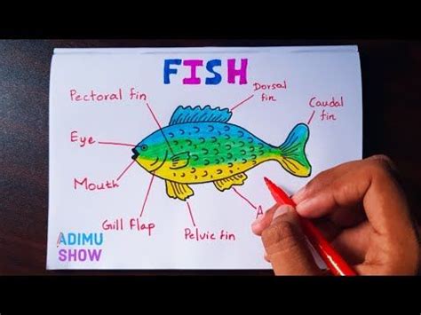 Another free animals for beginners step by step drawing video tutorial. How to draw and label a fish | step by step tutorial ...