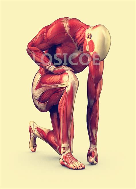 Kneeling Posture Human Muscle Medicine Anatomy Posters Retro Kraft