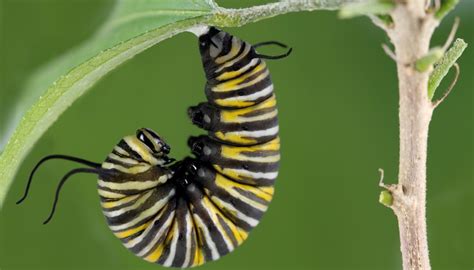How Does A Caterpillar Build A Cocoon Sciencing