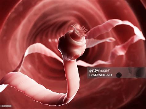 Tapeworm Artwork High Res Vector Graphic Getty Images