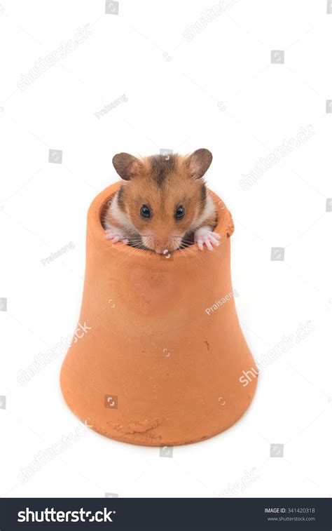 Hamster Syrian Hamster Clay Pot On Stock Photo 341420318 Shutterstock
