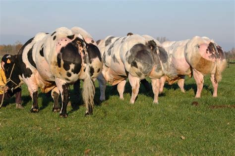 Year after year belgian blue breeders of saskatchewan have exhibited their belgian blues at agribition, but this year it has been special and their efforts paid off. Medicina Veterinaria: BELGIAN BLUE