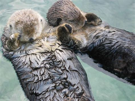 Ever Seen Otters Holding Each Others Hands There You Go