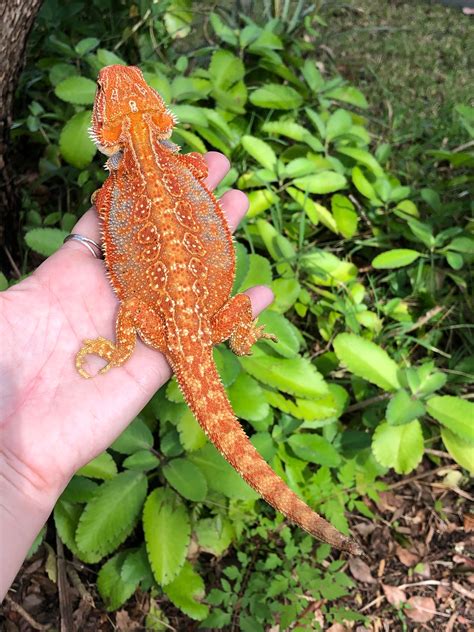 Red Hypo Dunner Pos Het Translucent Female Central Bearded Dragon By